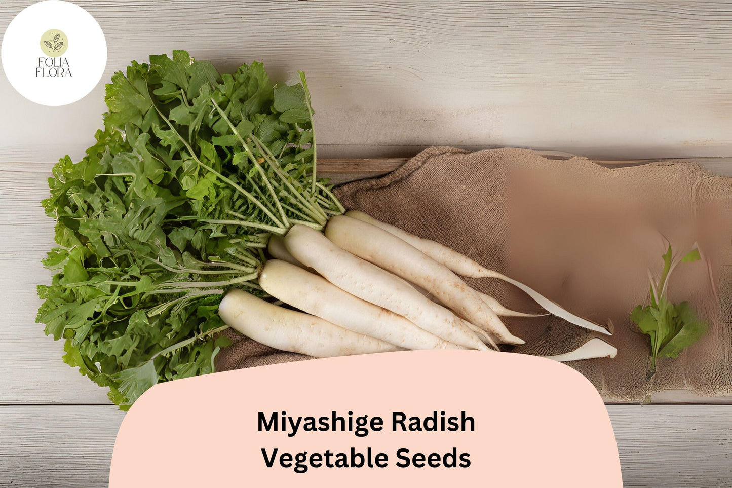 500+ Miyashige Radish Seeds – Japanese Daikon Heirloom Radish for Garden Planting