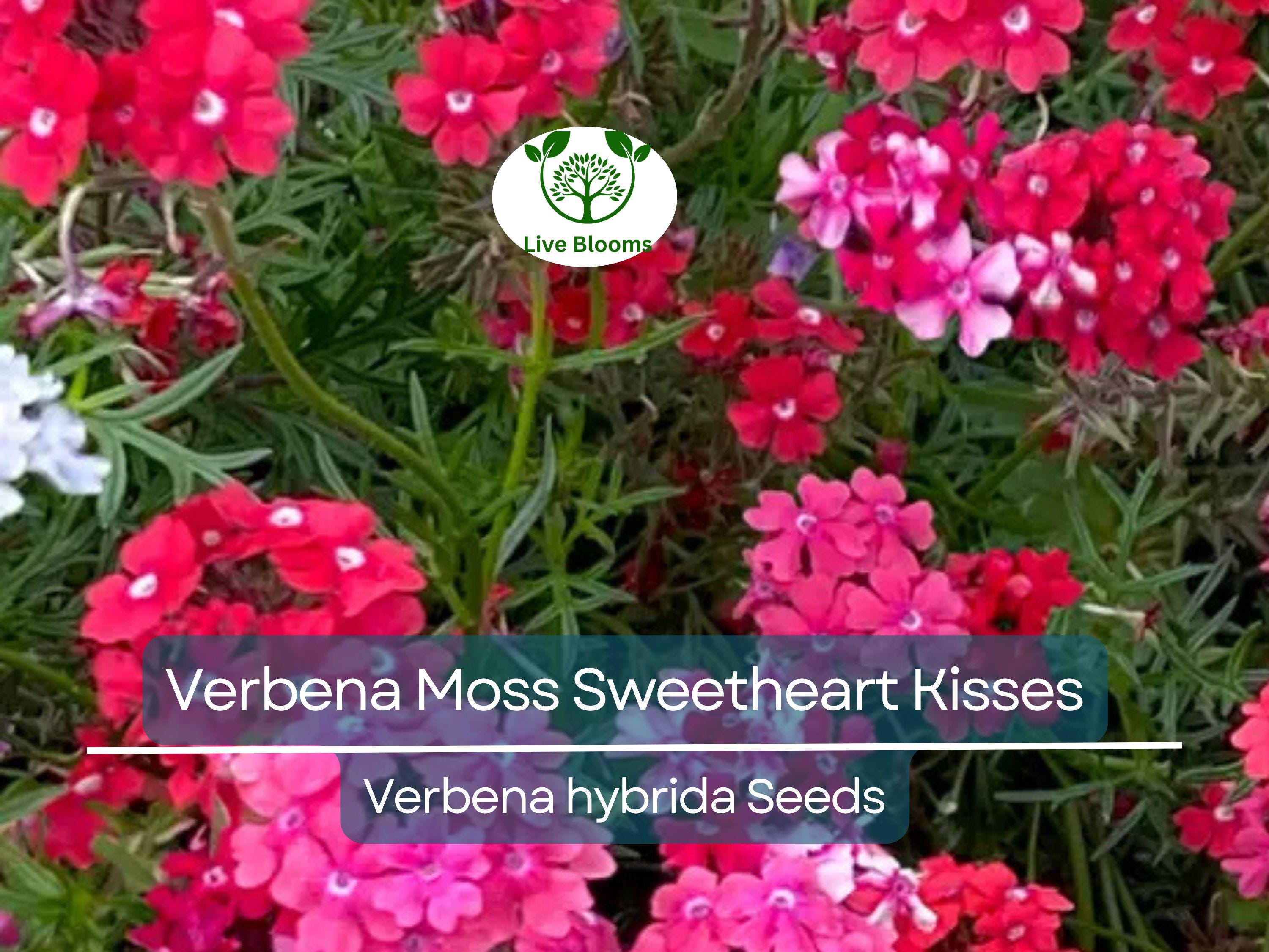 100 Seeds Verbena Moss Sweetheart Kisses (Verbena hybrida) Perennial Flowers for Butterflies & Bees, Vibrant Garden Blooms