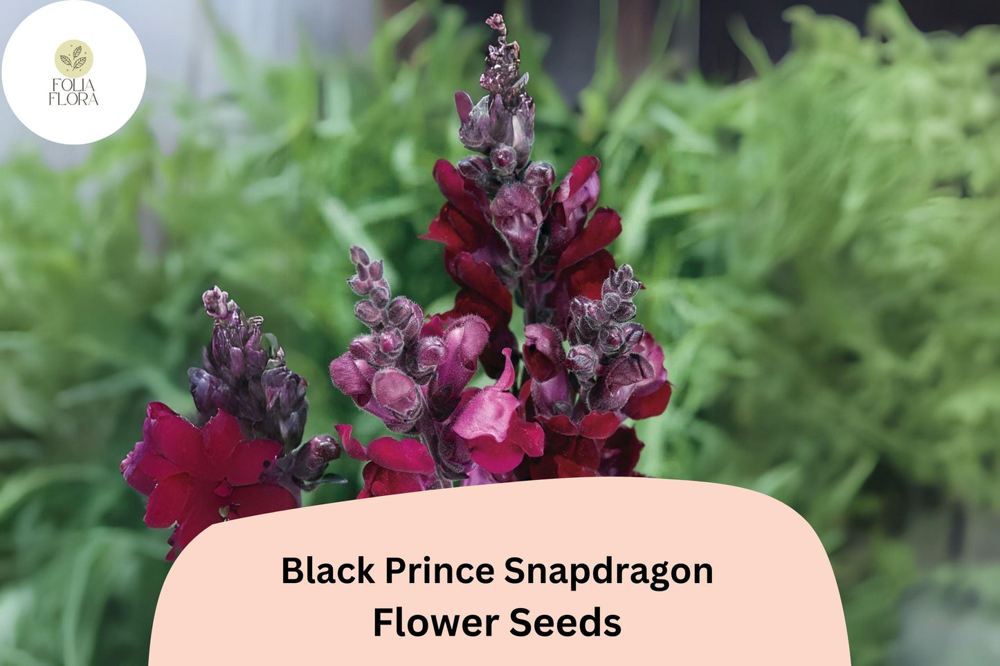 Black Prince Snapdragon Seeds (Antirrhinum majus) | 1000+ Seeds | Deep Burgundy Blooms for Gardens & Borders