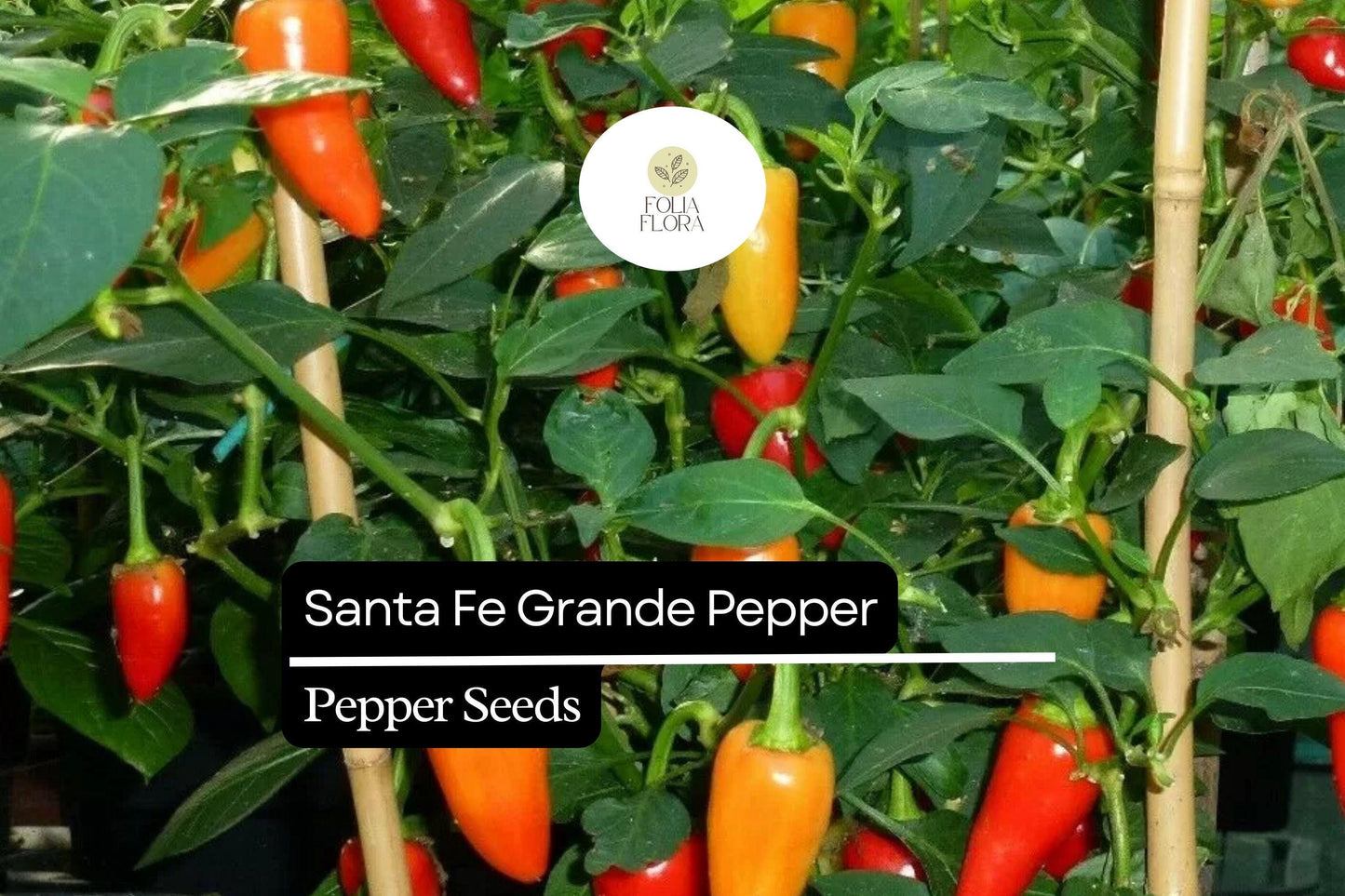 25 Santa Fe Grande Pepper Seeds – Capsicum annuum – Heirloom, Mildly Spicy, High-Yielding, Great for Salsas & Pickling, Non-GMO