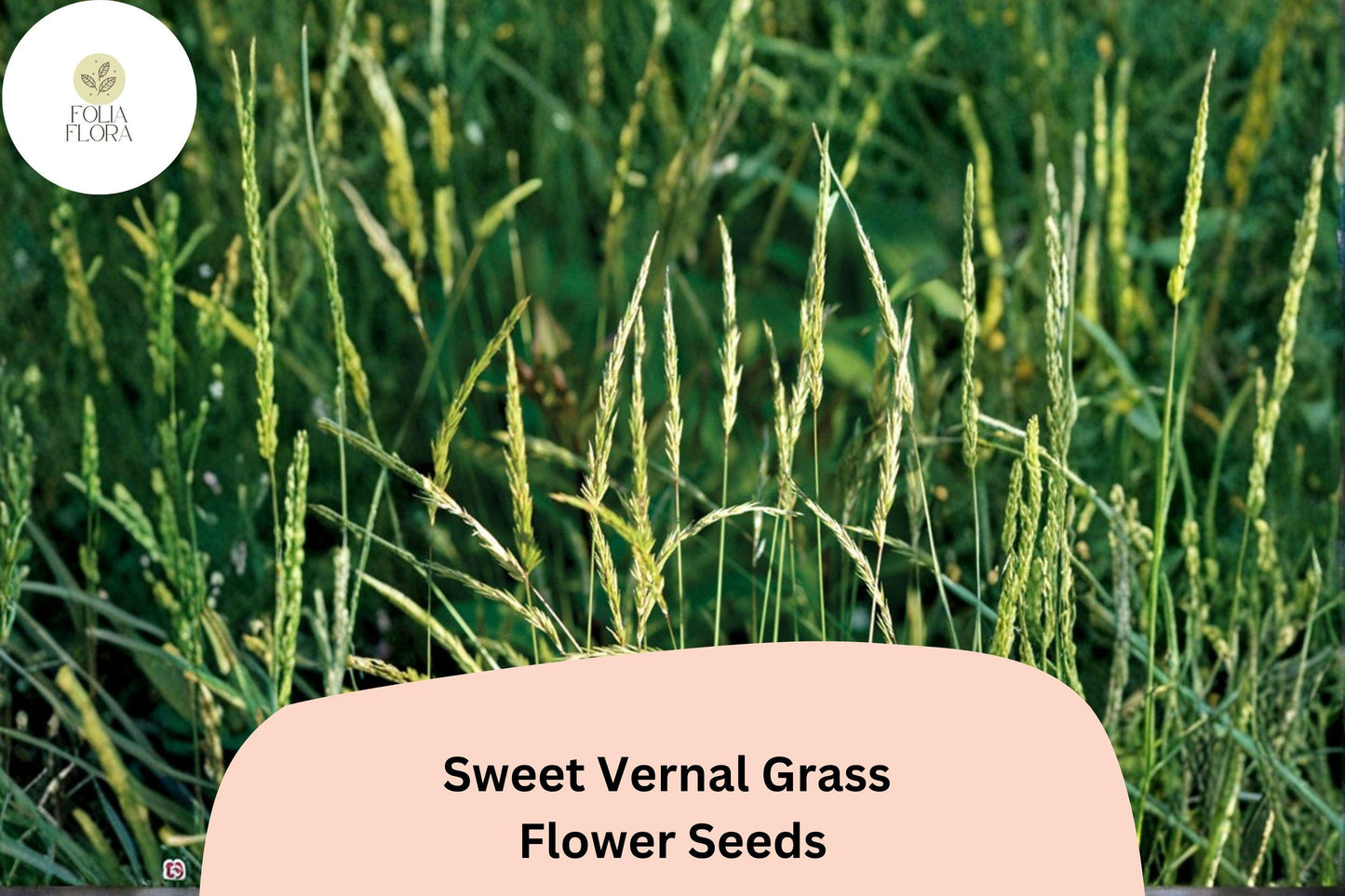 300 Sweet Vernal Grass Seeds (Anthoxanthum odoratum) – Fragrant Ornamental Grass for Garden or Meadow