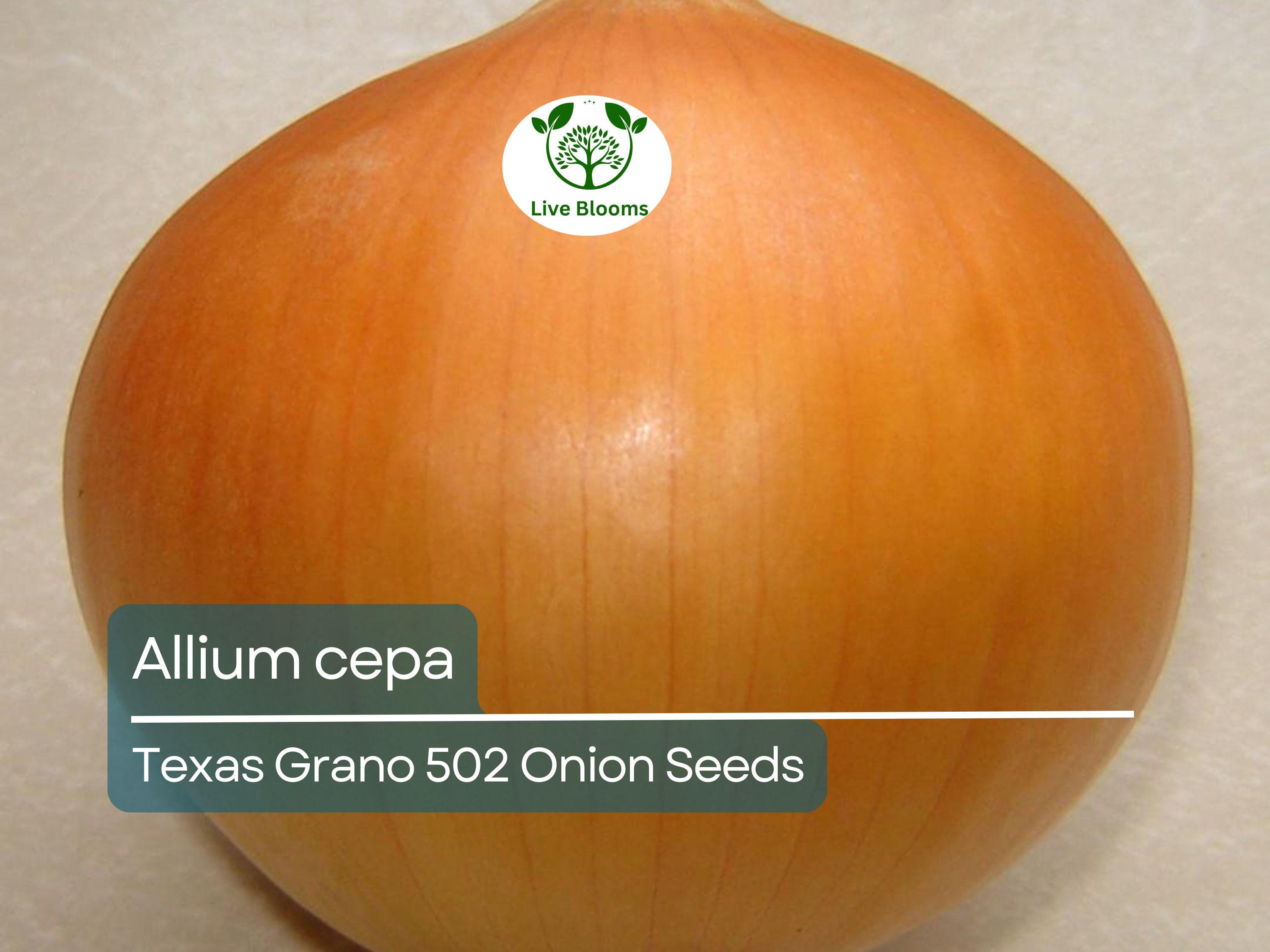 250 mg Texas Grano 502 Onion Seeds - Allium cepa | Heirloom Sweet Onion for Planting, Gardening & Harvest | Mild, Large Bulbs