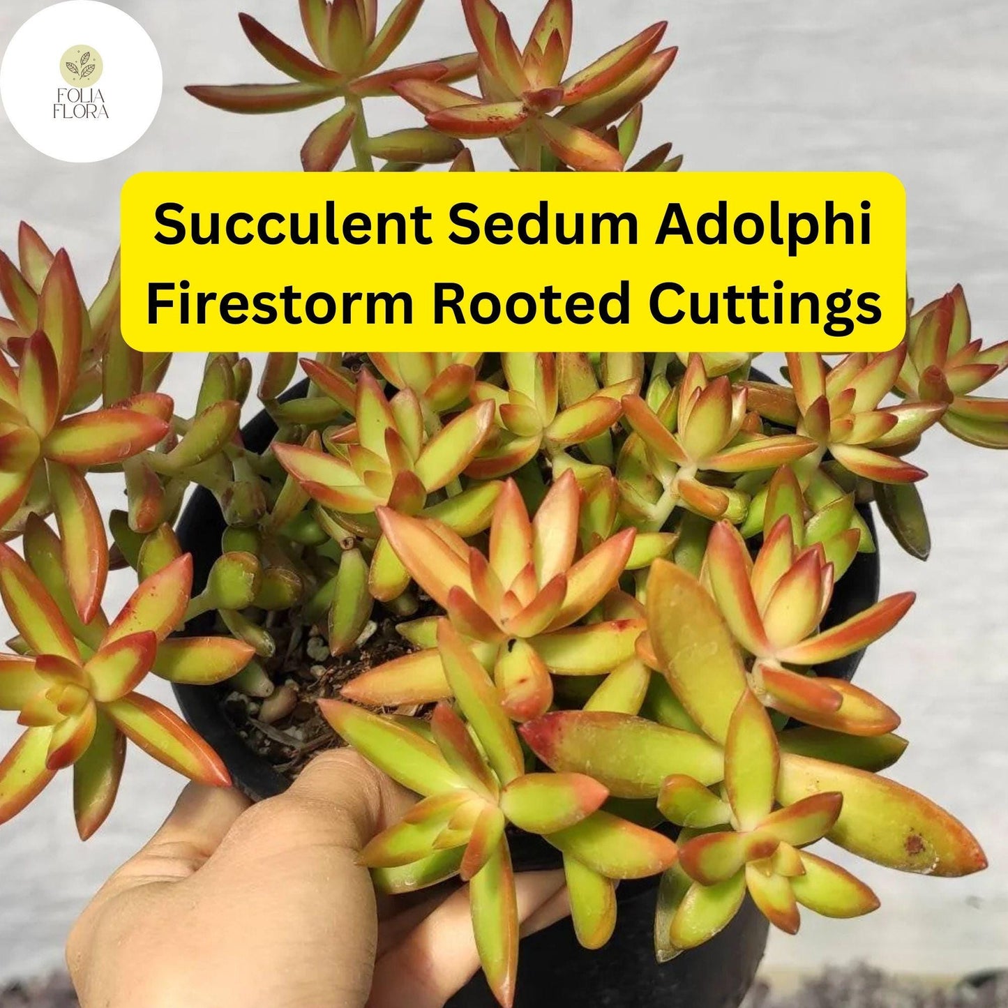 5 Rooted Live Plant Cuttings Succulent Sedum Adolphi 'Firestorm' | Vibrant Red-Orange Edges, Drought-Tolerant, Easy Care