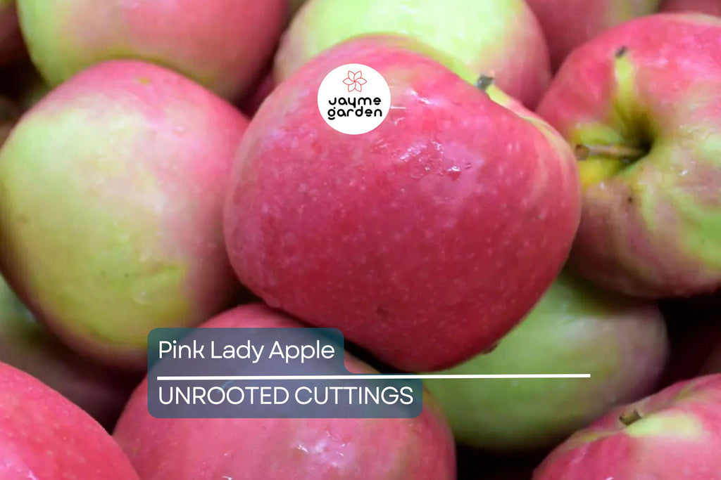 1 Pink Lady Apple Scions – 5" Organic Non-GMO Cuttings for Grafting Fruit Trees