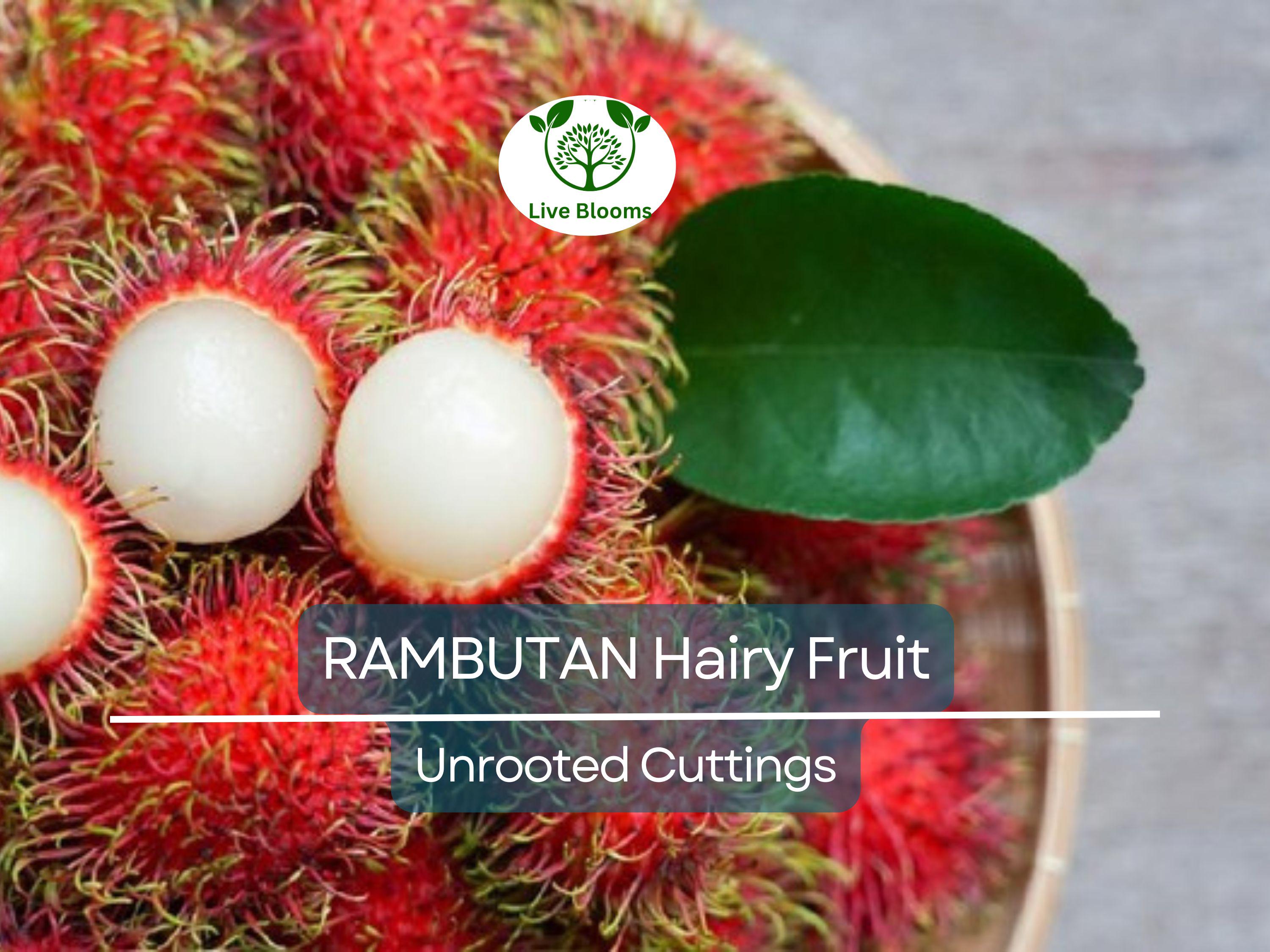 5 Unrooted Rambutan Cuttings (Nephelium lappaceum) | 5-6" Long for Grafting | Hairy Fruit Tree Cuttings for Propagation & Planting
