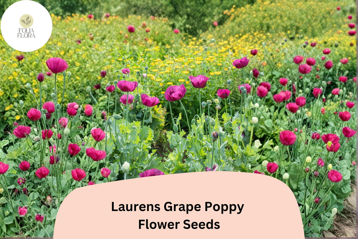200+ Lauren’s Grape Poppy Seeds for Garden Planting – Deep Purple Blooms, Easy to Grow Annual Flowers