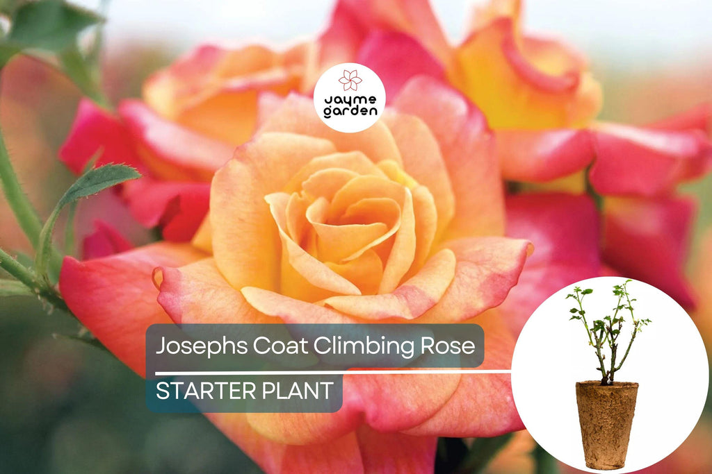 Joseph's Coat Climbing Rose – 1.5 Gal Pot | Vibrant Pink, Yellow & Orange Flowers | Own Root | Fragrant, Hardy Zones 5-9 | 10-12' Tall