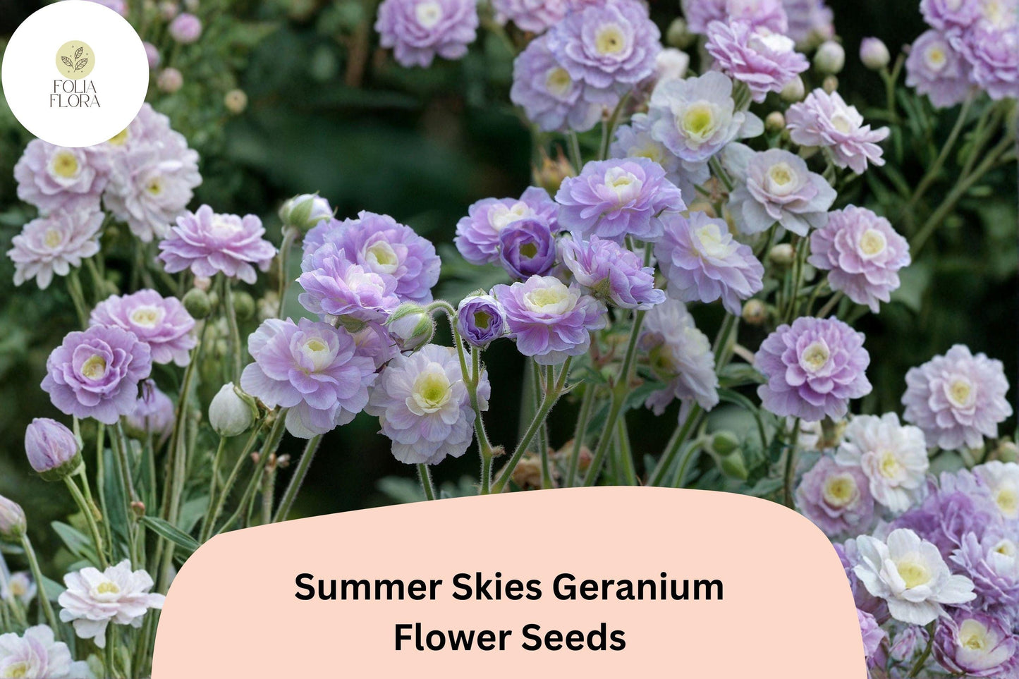 25+ Summer Skies Geranium Seeds | Hardy Perennial Cranesbill | Lavender Blue Blooms for Garden Borders