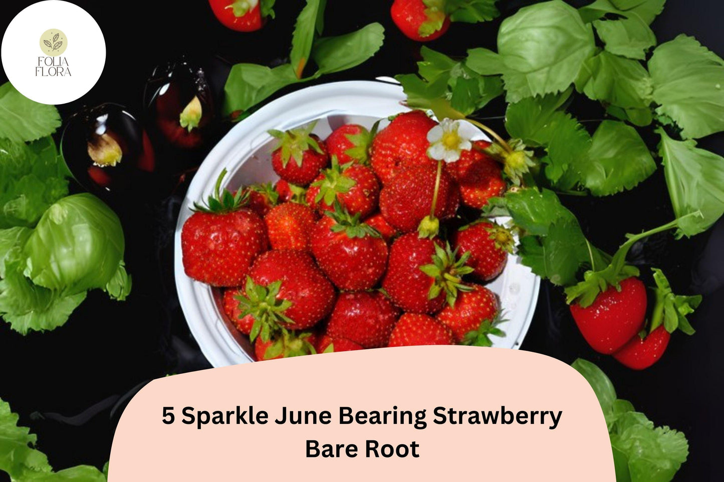 5 Sparkle Strawberry Plants | Live Bare Root June-Bearing | NON-GMO Fragaria × ananassa Garden Fruit