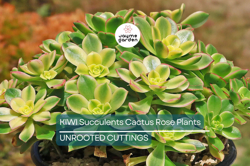 2 Aeonium Kiwi Succulent Cuttings - 3-5” Wide, Multi-Colored Rosettes, Easy to Grow, Perfect for Succulent Gardens