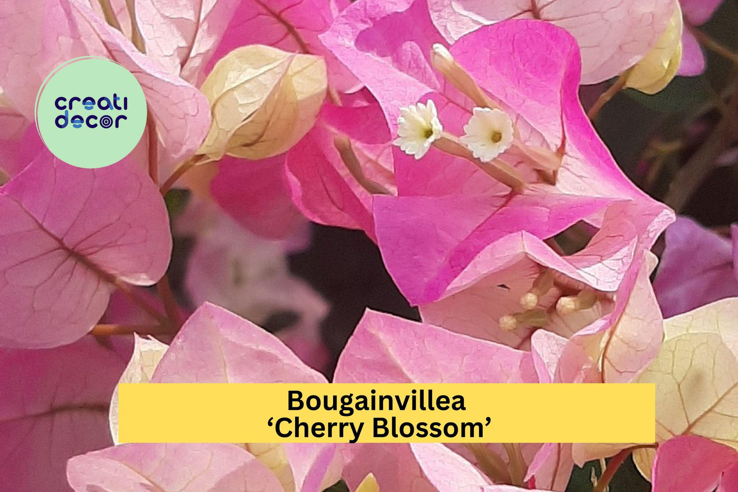 Bougainvillea ‘Cherry Blossom’ | Live Rooted Starter Plant | Pink Flowering Vine for Garden, Patio, or Container
