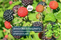 1 Raspberry Bush Live Plant – Sweet Raspberries, High-Yield Starter Plant for Home Gardens, Self-Fertile & Easy to Grow