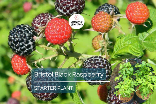 1 Raspberry Bush Live Plant – Sweet Raspberries, High-Yield Starter Plant for Home Gardens, Self-Fertile & Easy to Grow