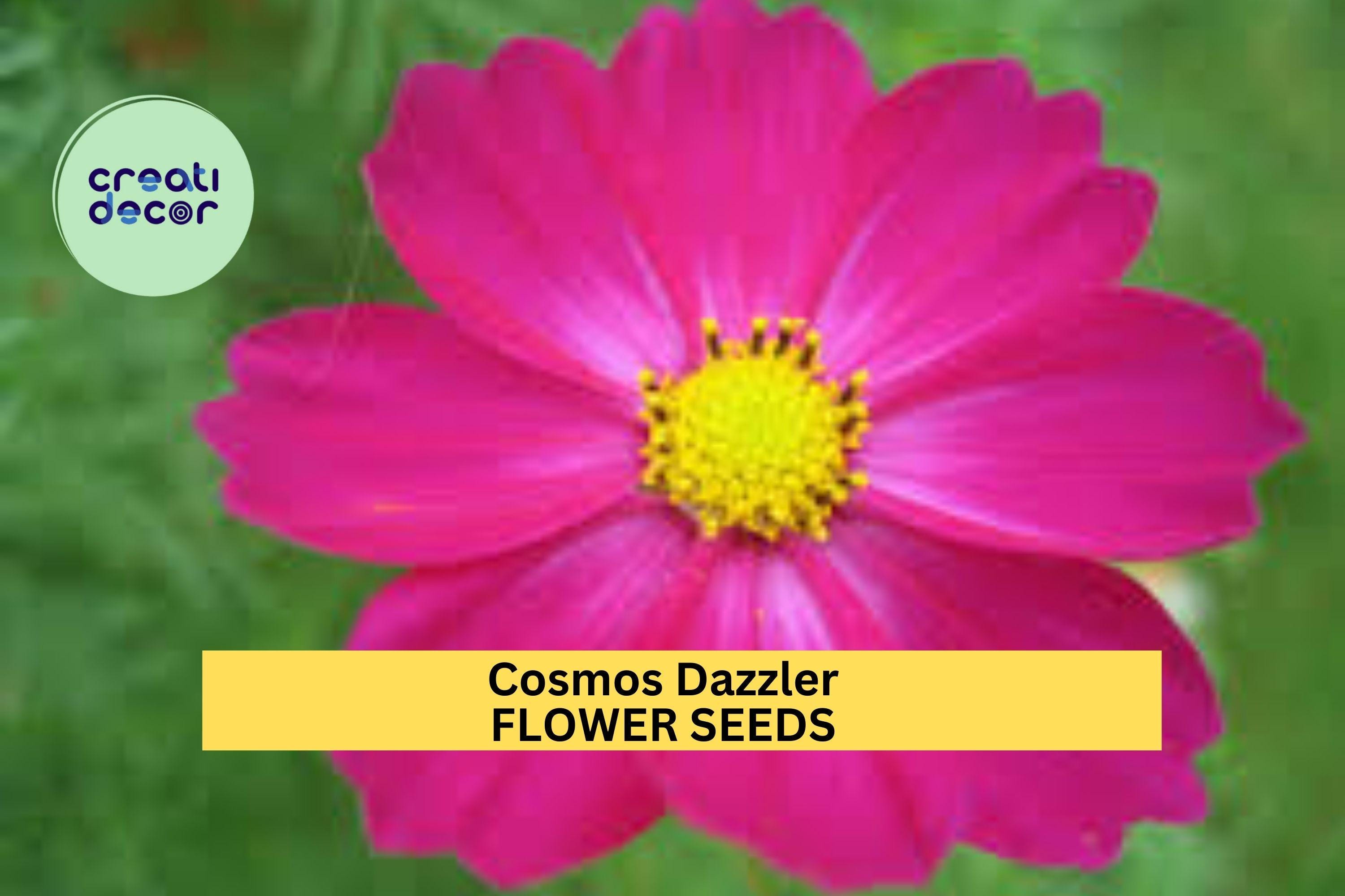 3pcs of 1g Cosmos Dazzler Seeds – Deep Rose-Red Blooms for Cottage Gardens, Pollinator Beds, or Summer Flower Borders Seeds for Planting