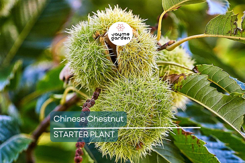 Chinese Chestnut Tree (2 Pack) – Live Bare Root Plant, Blight Resistant, Edible Nuts, Grows 40-60', Full Sun, Zones 3-9