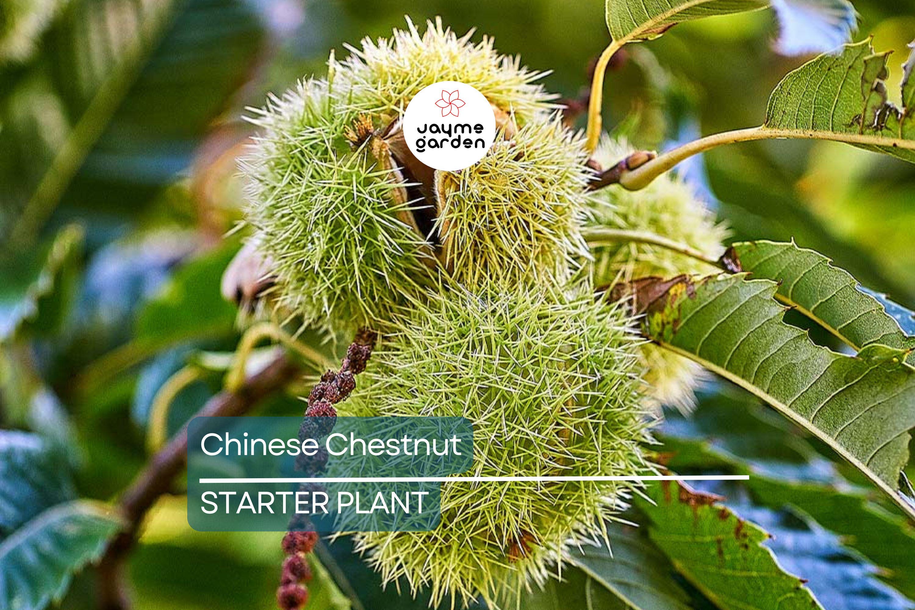 Chinese Chestnut Tree (2 Pack) – Live Bare Root Plant, Blight Resistant, Edible Nuts, Grows 40-60', Full Sun, Zones 3-9