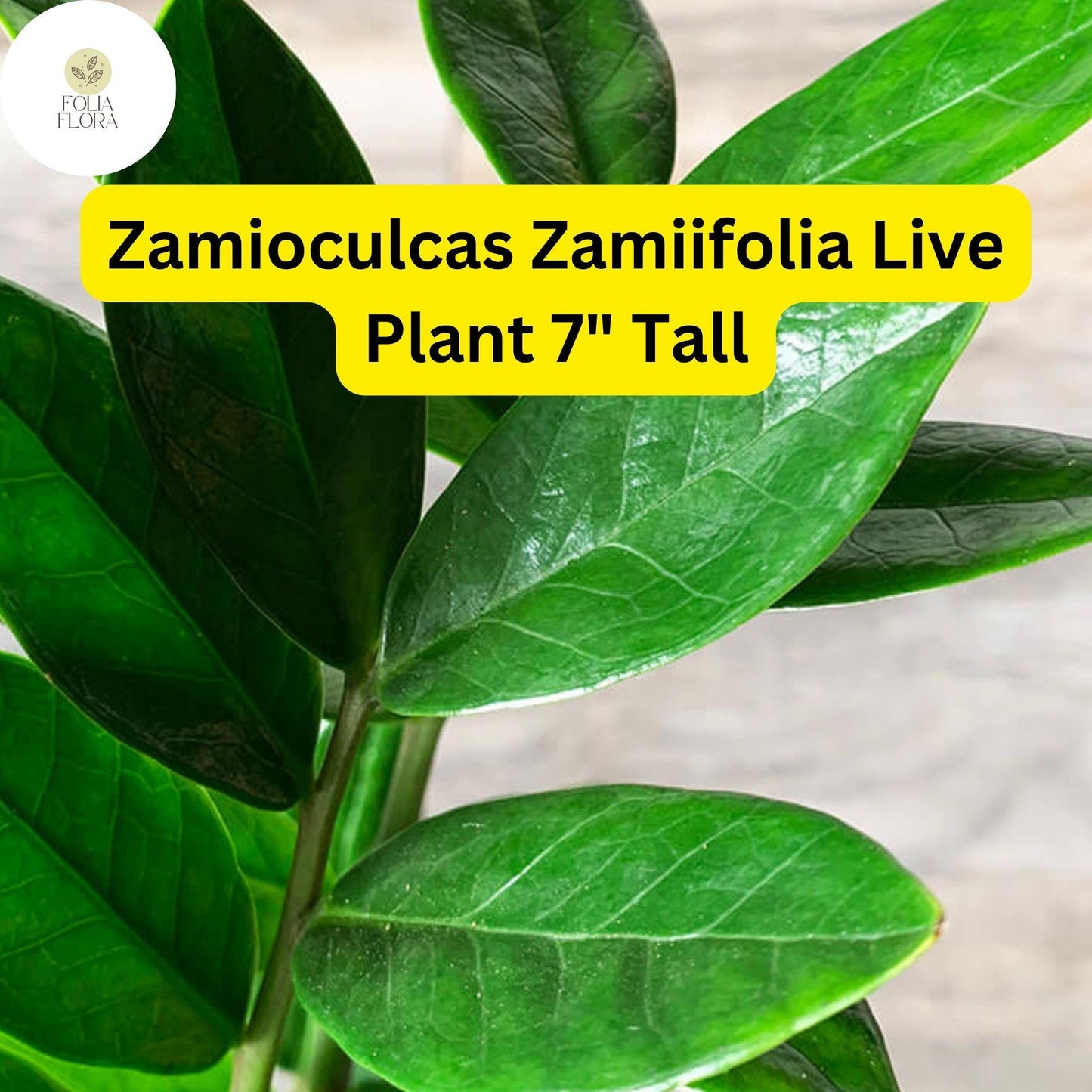 1 Zamioculcas zamiifolia - ZZ Chameleon Live Plant 7" Tall in 4" Pot - Low-Light Indoor Houseplant