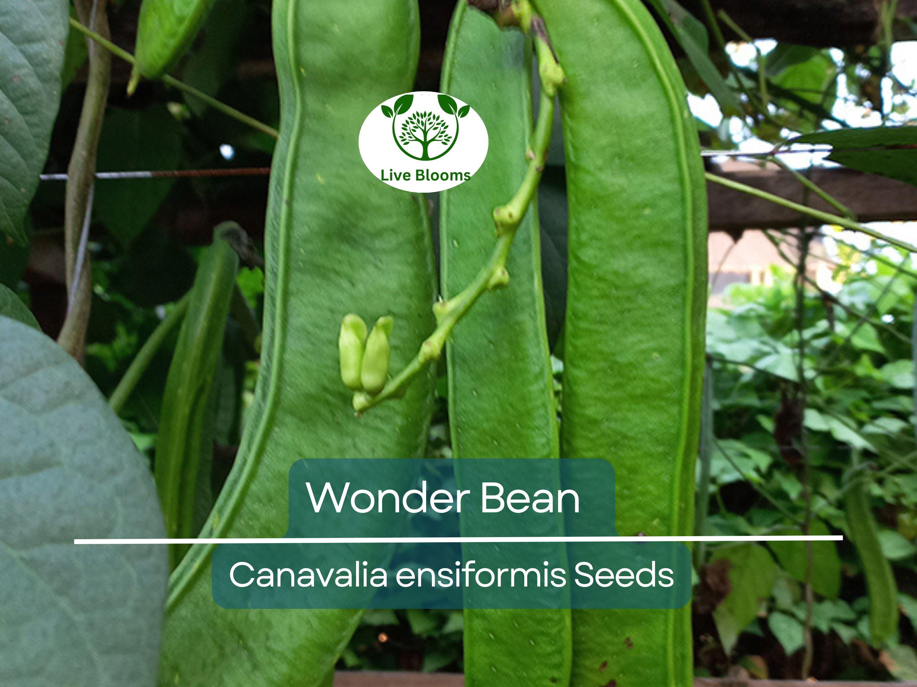 10 Wonder Bean Seeds - Giant Jack/Sword Beans (Canavalia ensiformis) - High-Yield, Easy to Grow, Edible Legume for Garden or Vine