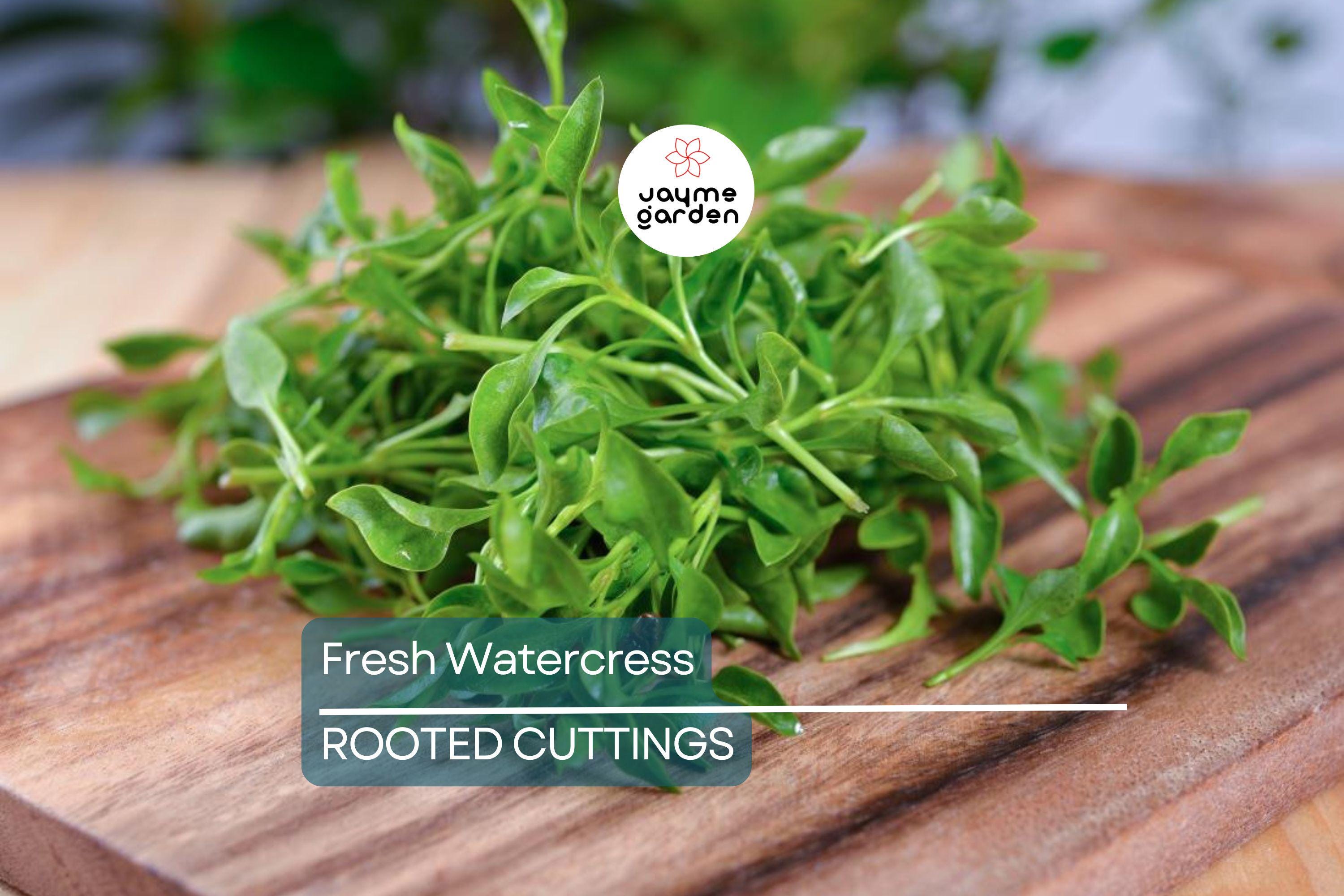 10 Fresh Watercress Cuttings with Roots – Live Vegetable – Ready to Plant – Fast Growing & Nutrient-Rich