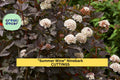 5 Summer Wine Ninebark Cuttings | Physocarpus Opulifolius 8" Unrooted Shrub Starter | Deep Foliage Landscape Plant