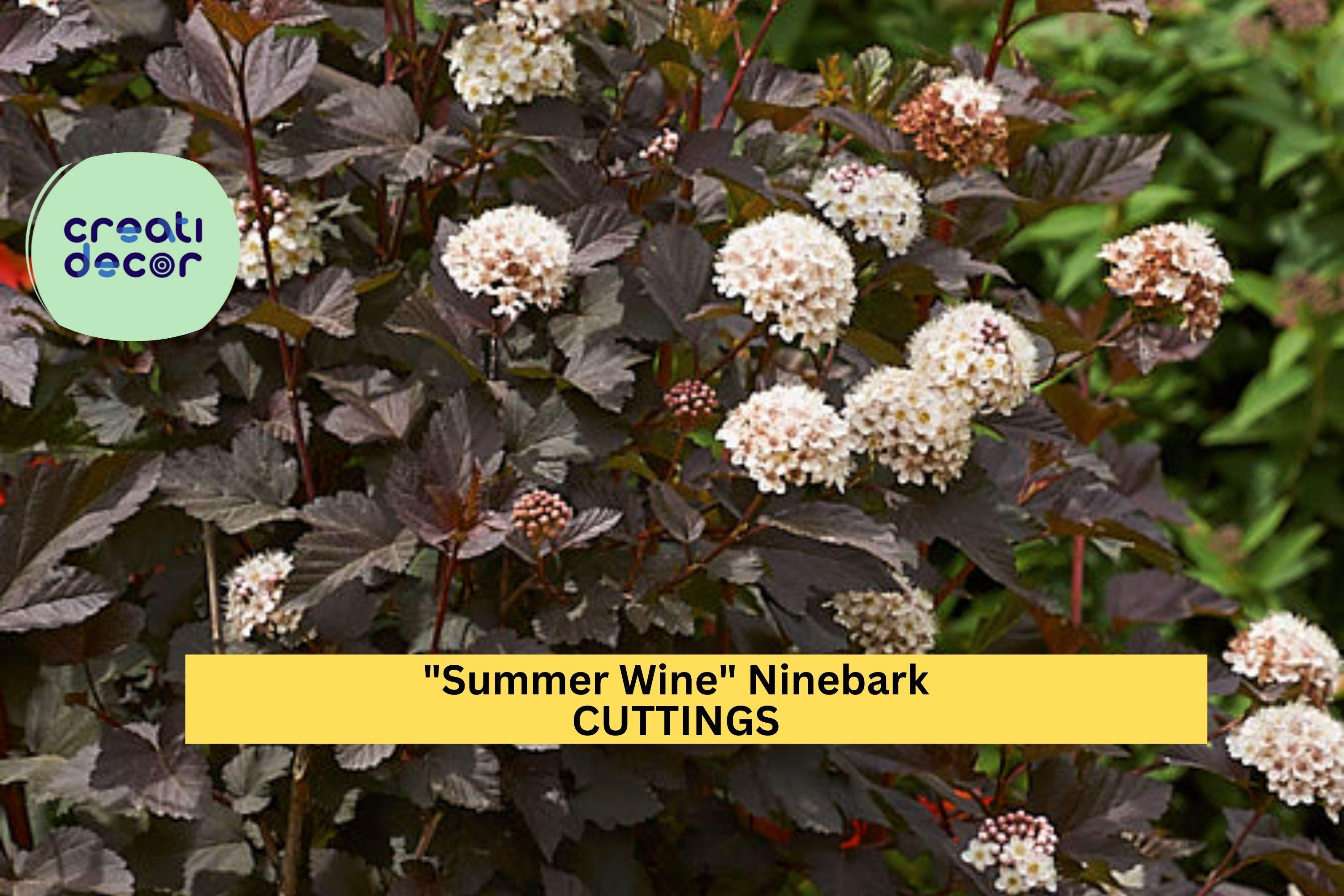 5 Summer Wine Ninebark Cuttings | Physocarpus Opulifolius 8" Unrooted Shrub Starter | Deep Foliage Landscape Plant