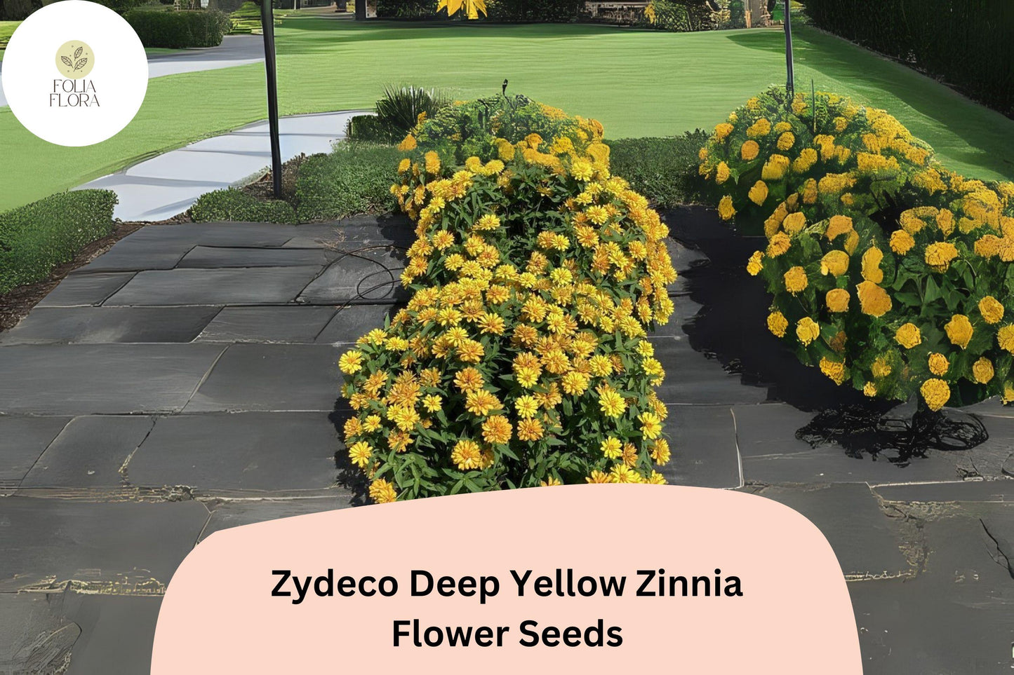 100+ Zydeco Deep Yellow Zinnia Seeds – Bright Golden Blooms for Garden Planting, Borders & Cut Flower Gardens
