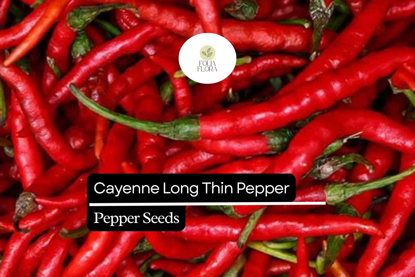 25 Long Thin Red Cayenne Pepper Seeds – Capsicum annuum – Spicy Heirloom Chili, Non-GMO, High-Yield, Ideal for Drying & Cooking