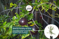 Black Pomegranate Tree Live 1-2 ft Fruit Tree | Hardy Tropical Varieties | Delicious, Antioxidant-Rich Fruit | Easy Care for Gardens