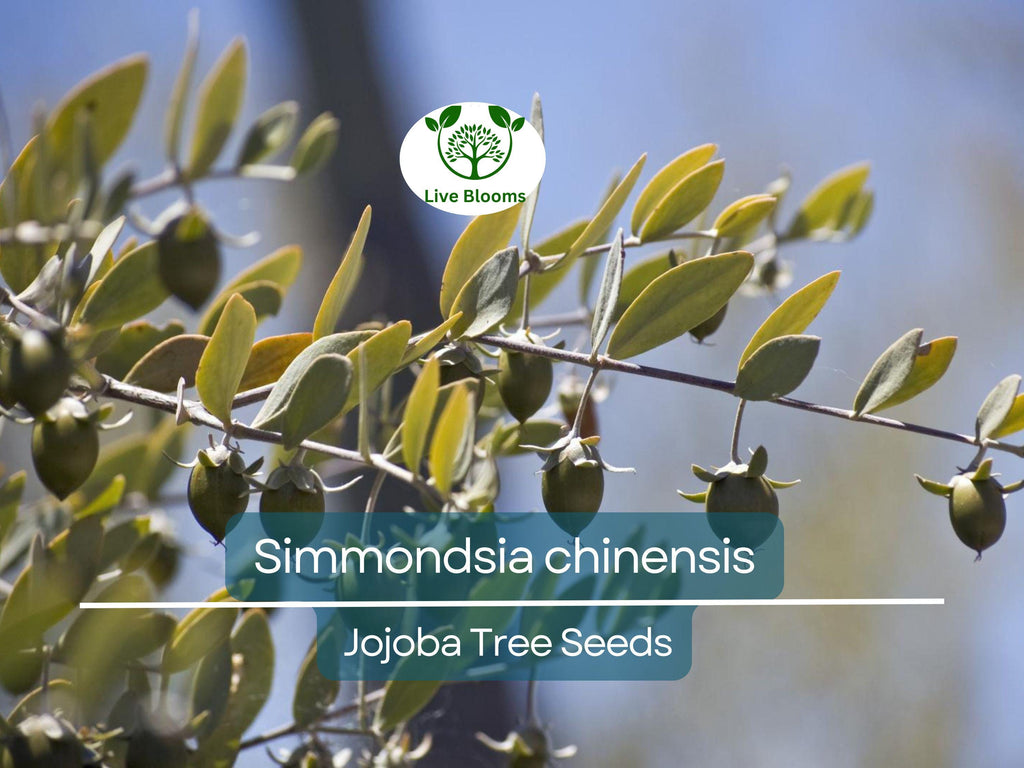 5 Seeds Jojoba (Simmondsia chinensis) for Planting | Hardy Shrub for Sustainable Landscaping, Oil Production & Wildlife Habitat