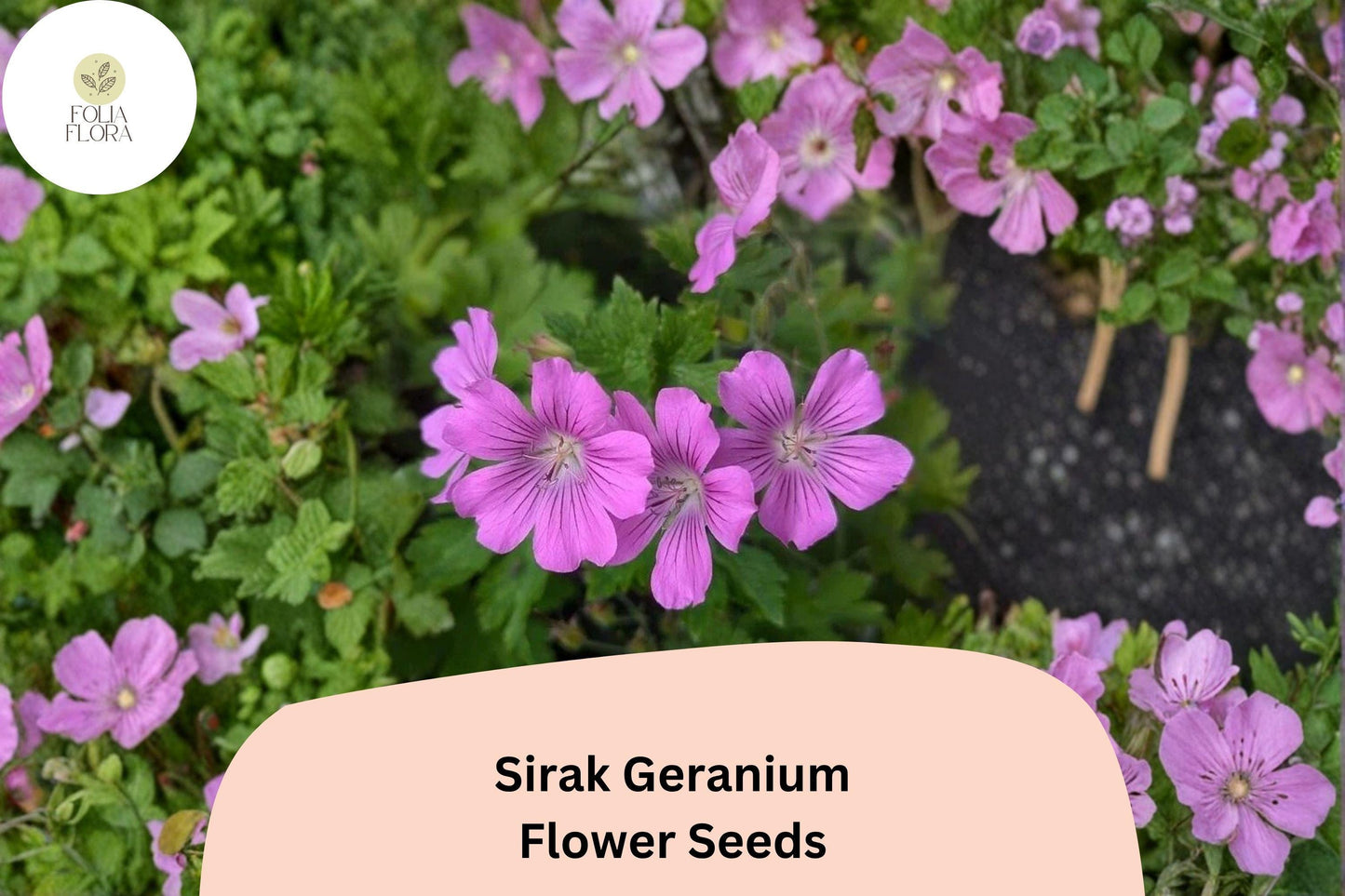 25+ Sirak Geranium Seeds | Purple Cranesbill | Hardy Perennial Geranium pratense Sirak Seeds for Garden Borders & Beds