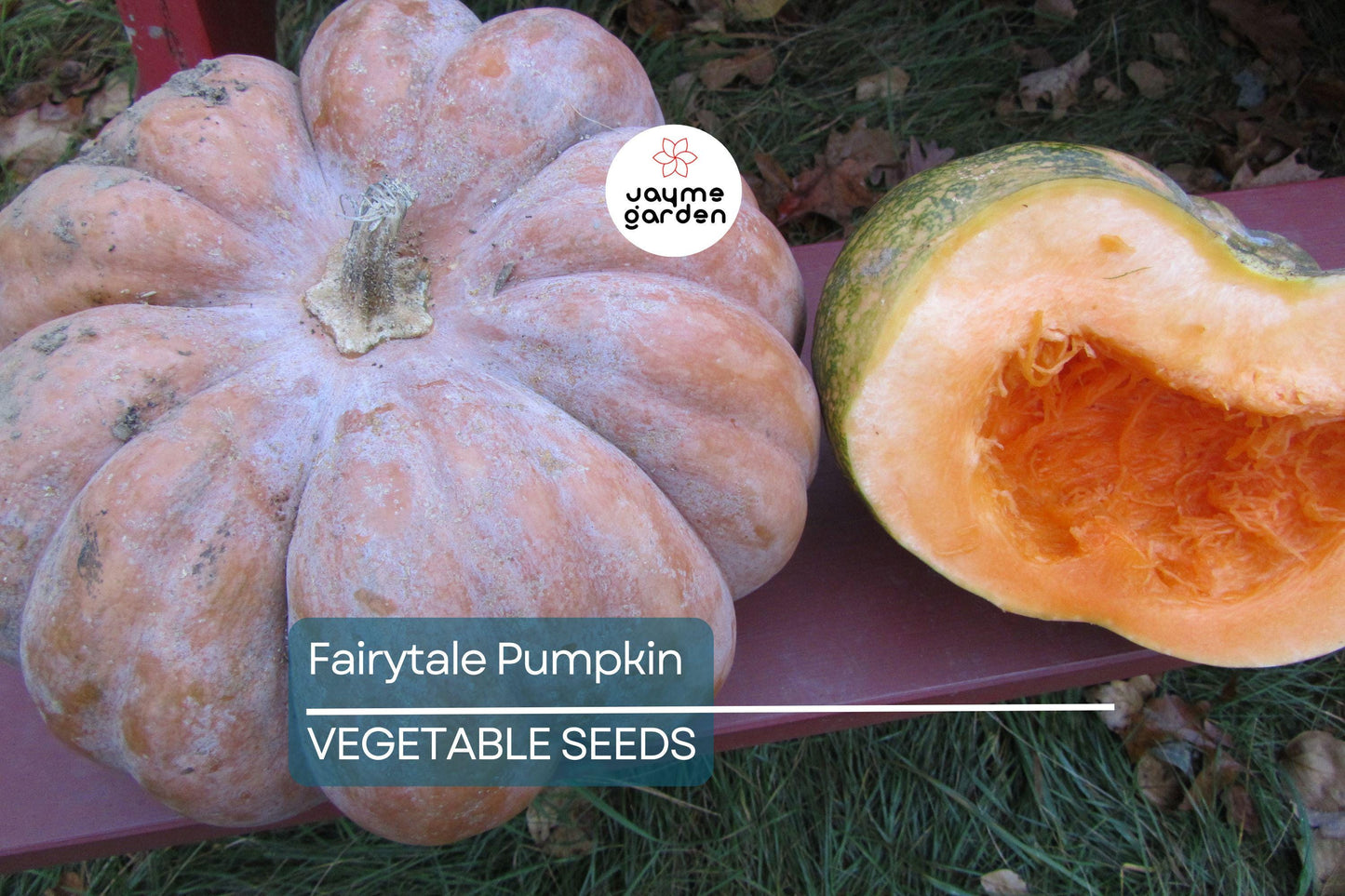 15 Fairytale Pumpkin Seeds - Heirloom Non-GMO | Sweet & Rich Flavor | Deep Ribbing | 15 lb Pumpkins | USA Seller | Free Shipping