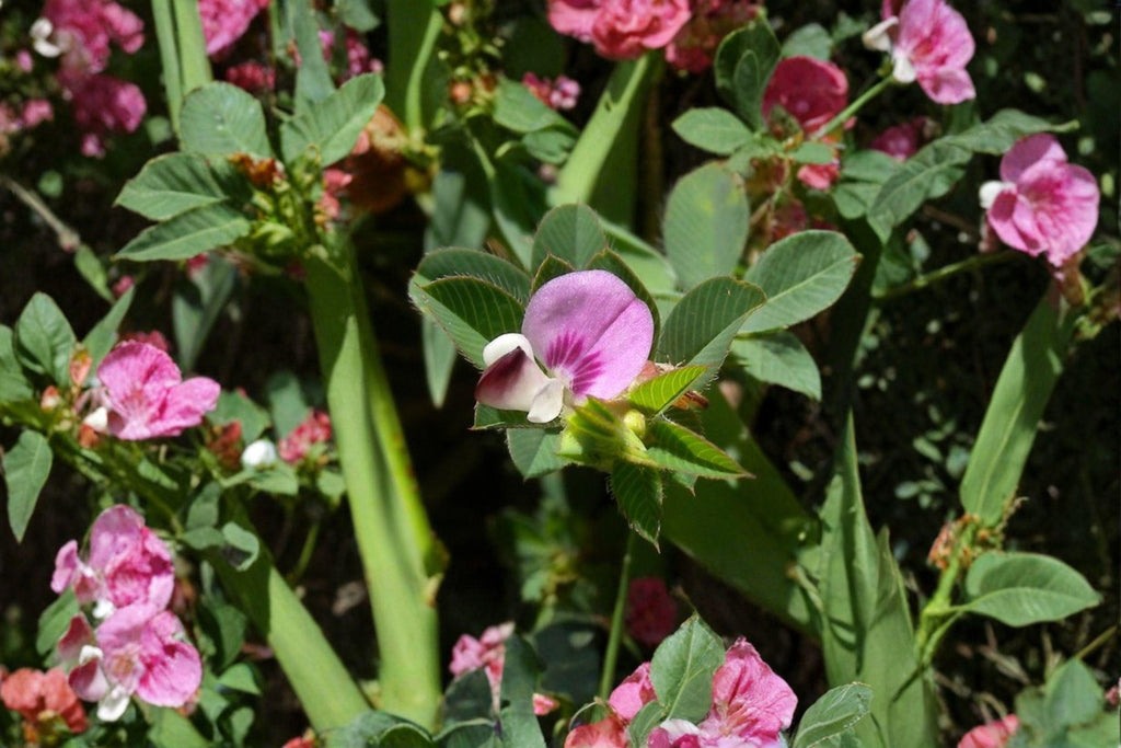 Korean Lespedeza – Kummerowia stipulacea 100 Seeds | Nitrogen-Fixing Legume | Open-Pollinated