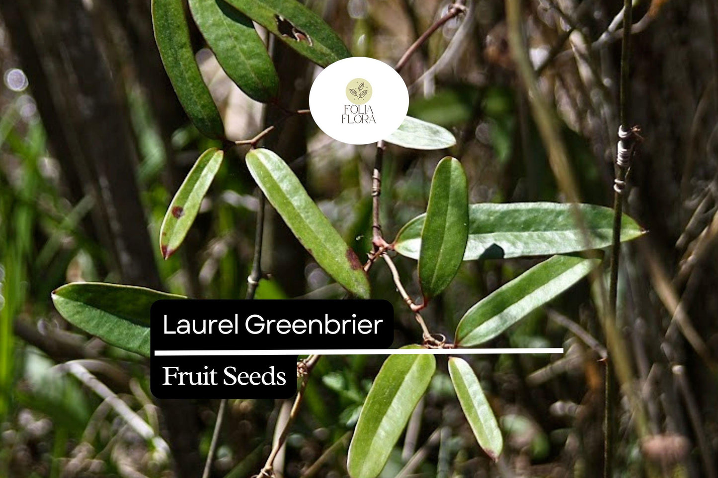 Laurel Greenbrier Seeds (Smilax laurifolia) | 5 Seeds | Hardy Vine for Wildlife & Natural Fencing