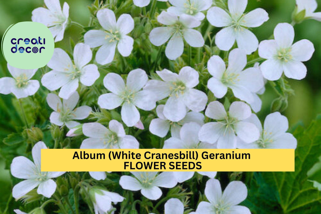 25+ Album White Cranesbill Geranium Seeds – Pure White Perennial Blooms for Garden Planting, Shade-Tolerant Groundcover – USA