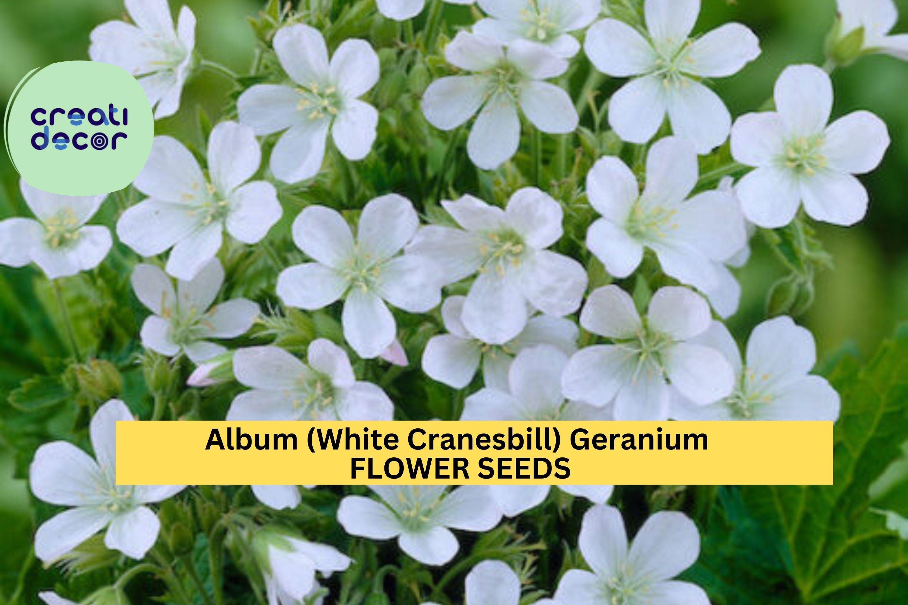 25+ Album White Cranesbill Geranium Seeds – Pure White Perennial Blooms for Garden Planting, Shade-Tolerant Groundcover – USA