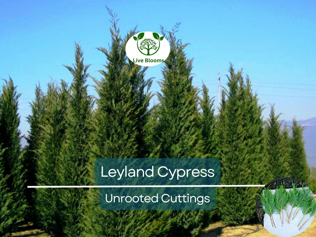 35 Fresh SC Leyland Cypress (x Cupressocyparis leylandii) 6-8" Unrooted Cuttings for Privacy Screen, Fast-Growing Evergreen