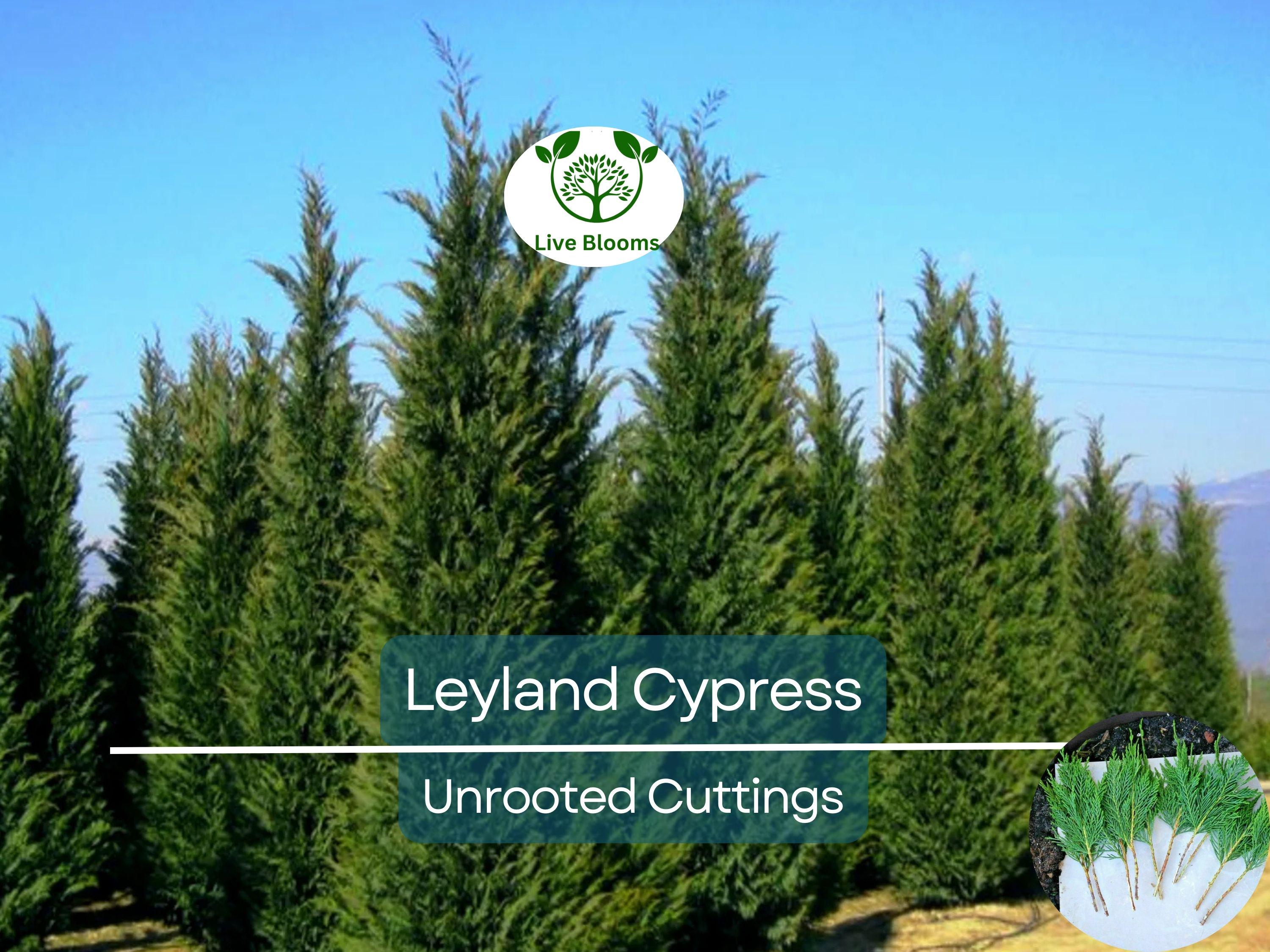 35 Fresh SC Leyland Cypress (x Cupressocyparis leylandii) 6-8" Unrooted Cuttings for Privacy Screen, Fast-Growing Evergreen