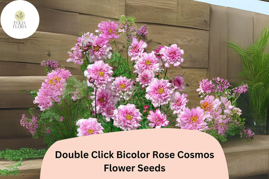 200+ Double Click Bicolor Rose Cosmos Seeds | Cosmos Bipinnatus Pink White Double Flower Seeds