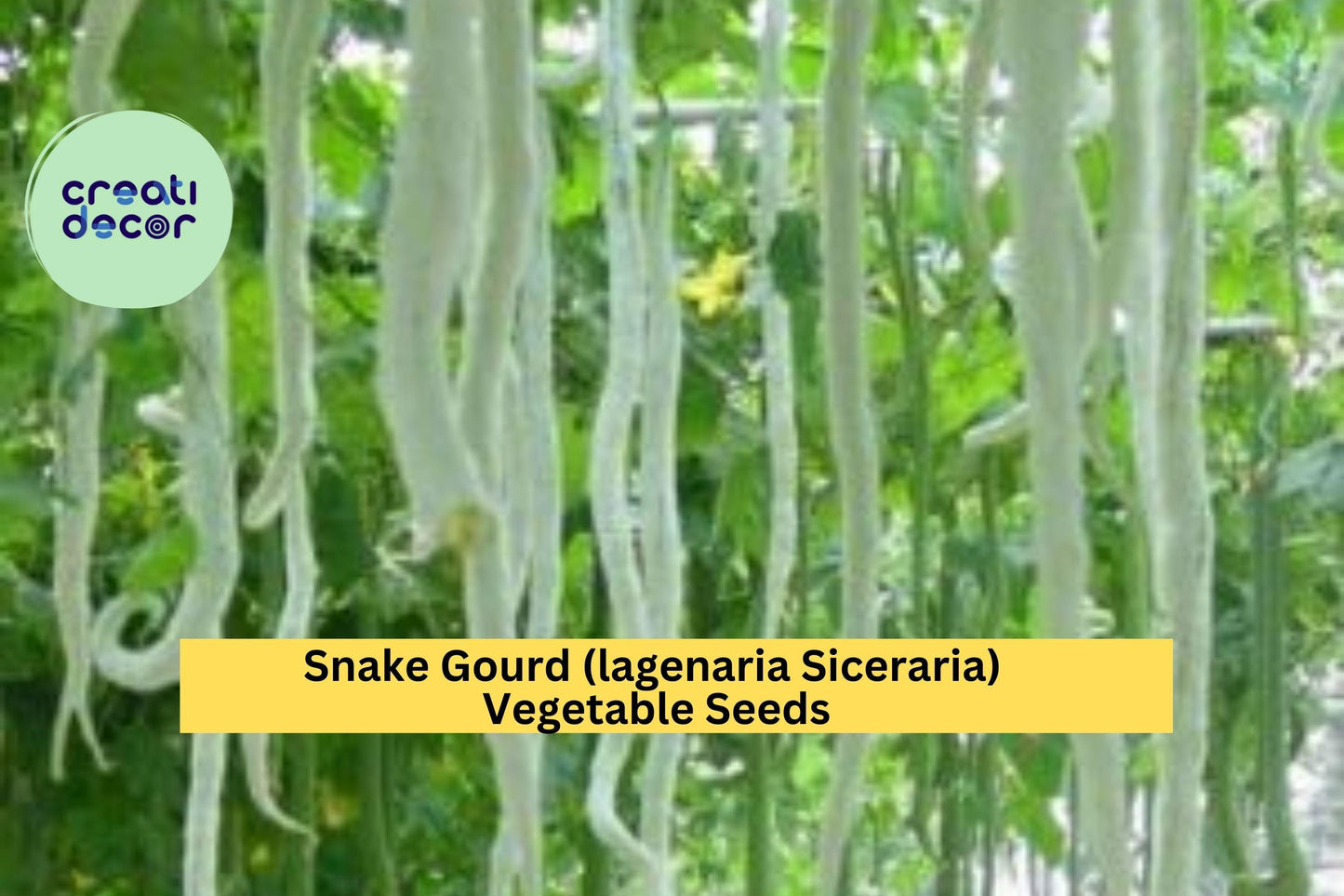 10 Seeds Snake Gourd – Unique Long Curved Gourd for Cooking, Vertical Gardens, and Warm Season Vegetable Growing Seeds for Planting