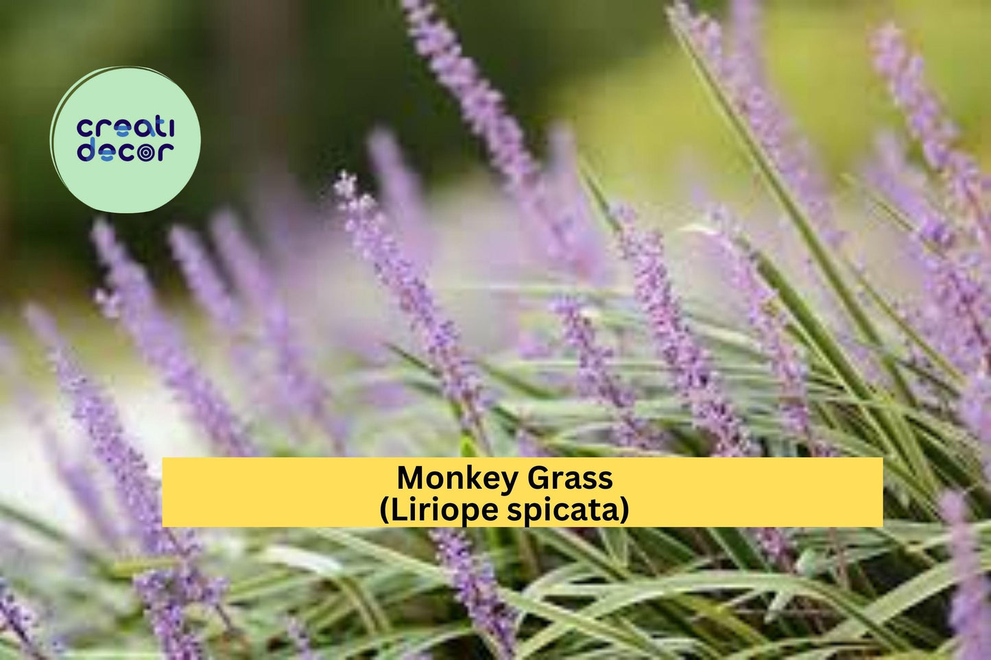 Monkey Grass Plants | 40 Bare Root Liriope spicata Clumping Perennials | Evergreen Ground Cover for Borders & Landscaping