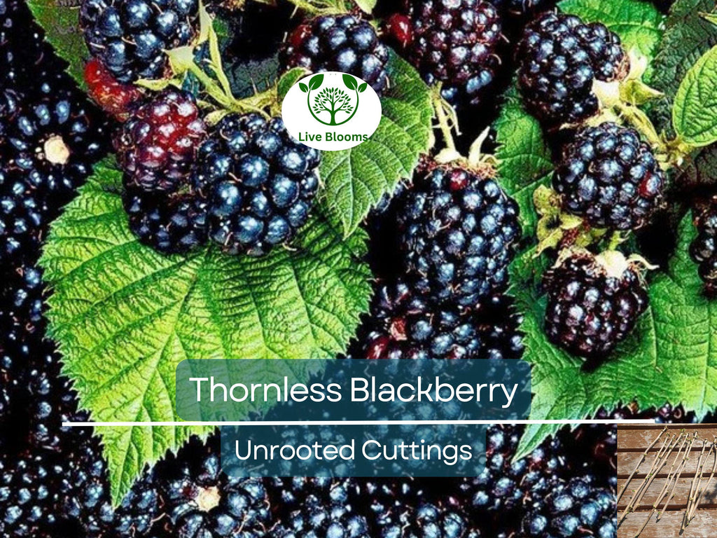 10 Organic Unrooted Thornless Blackberry Cuttings 5"-8" - Rubus fruticosus, Easy to Grow, Sweet Berries Plant, Home Garden, Fruit Cutting