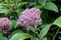 Eutrochium fistulosum/Hollow Joe-Pye Weed – 100 Seeds | Native Meadow Perennial | Tall Pollinator Plant | Monarch & Butterfly Favorite