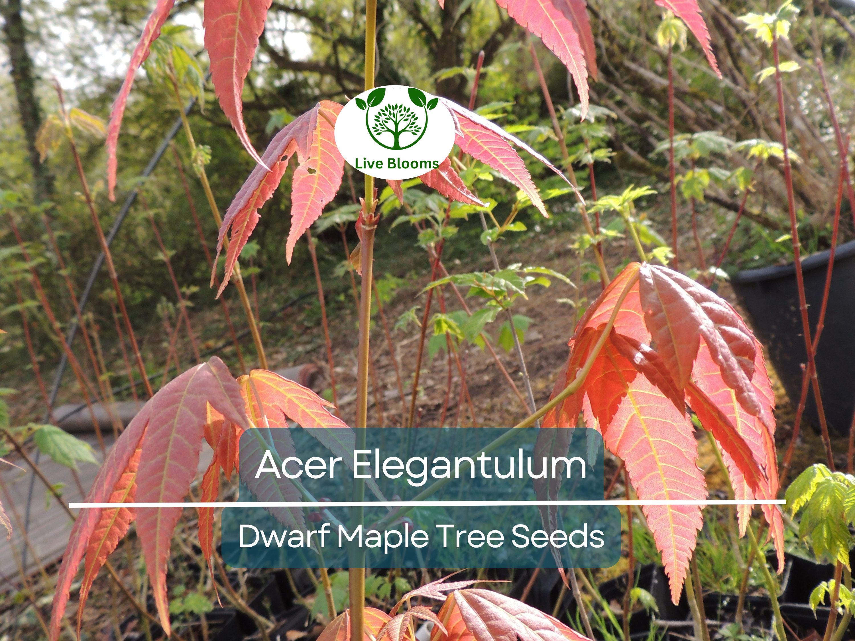 10 Seeds Acer Elegantulum (Dwarf Maple) for Planting - Beautiful Japanese Maple for Bonsai, Landscaping, & Gardens - Rare, Unique Tree Seeds