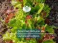 1000 Gourmet Lettuce Blend Seeds | Mixed Salad Bowl Lettuce, Crisp & Fresh, Easy to Grow, Ideal for Home Gardens, Variety of Leaf Types