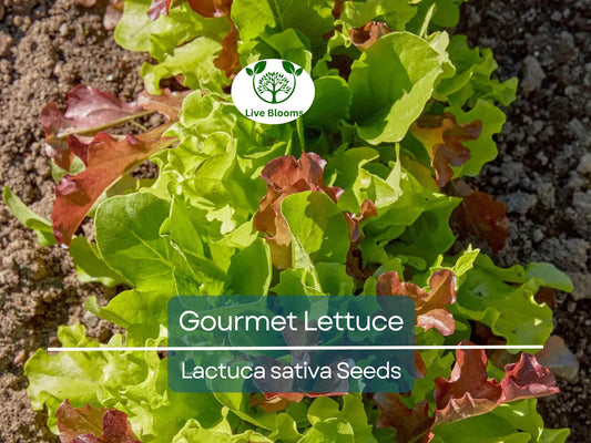 1000 Gourmet Lettuce Blend Seeds | Mixed Salad Bowl Lettuce, Crisp & Fresh, Easy to Grow, Ideal for Home Gardens, Variety of Leaf Types