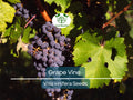 30 Grape Vine Seeds (Vitis vinifera) | Wine Grape Seeds for Planting | Grow Your Own Grapes, Perfect for Vineyards & Home Gardens