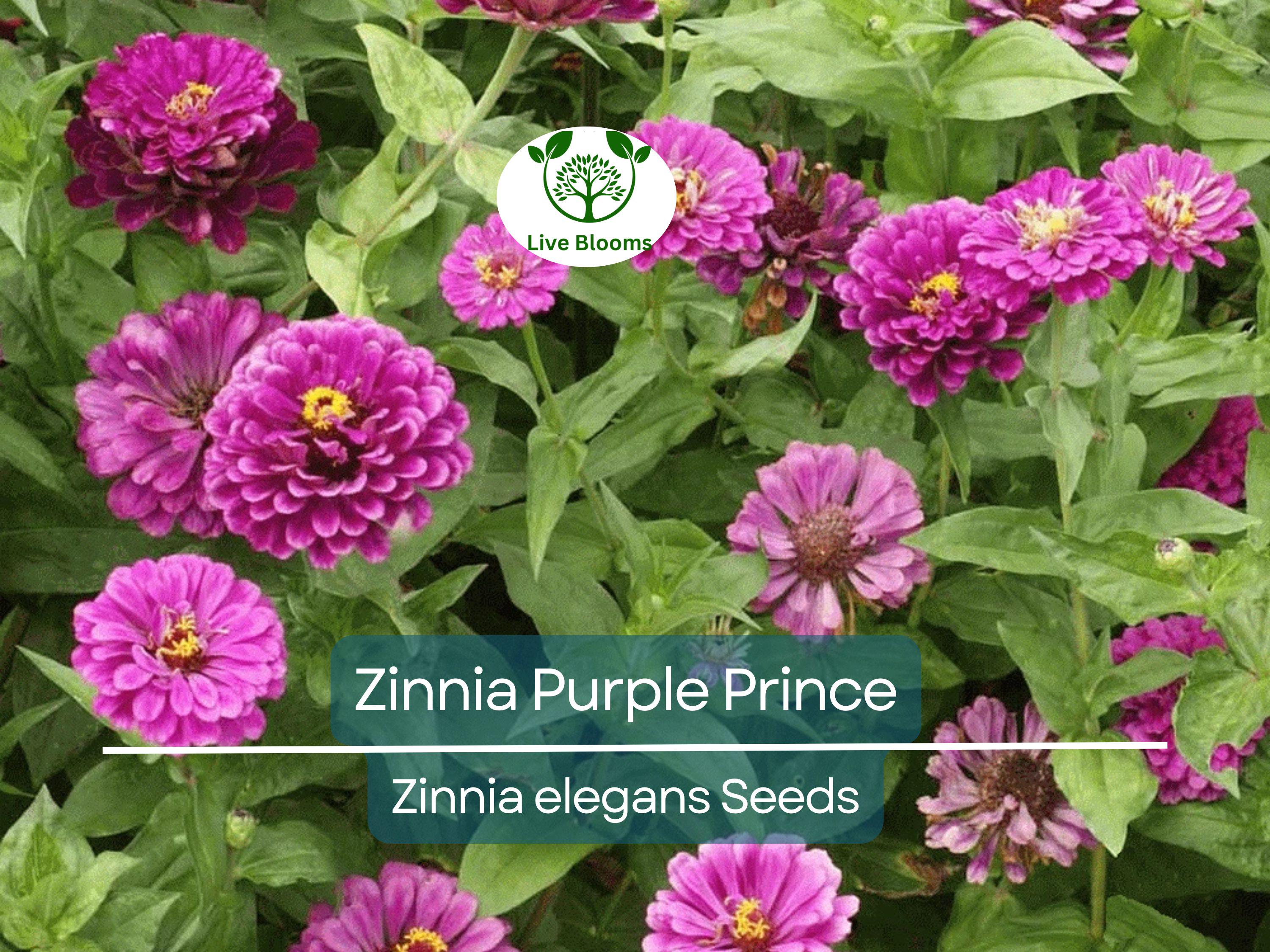 200 Zinnia Purple Prince Seeds – Zinnia elegans, Rich Purple Blooms, Attracts Butterflies & Finches, Cut Flower, Non-GMO