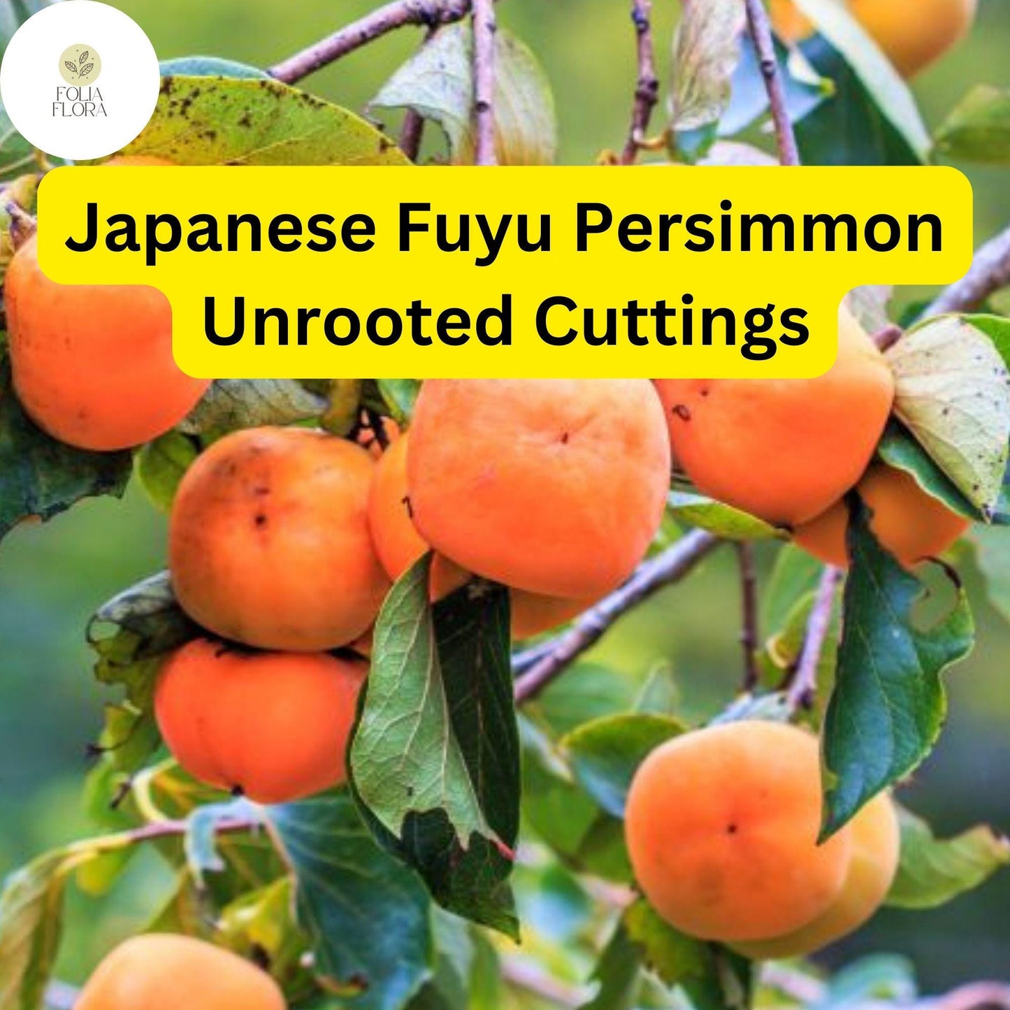 4 Japanese Fuyu Persimmon Unrooted Cuttings, Diospyros kaki, Easy to Grow Sweet Fruit Tree