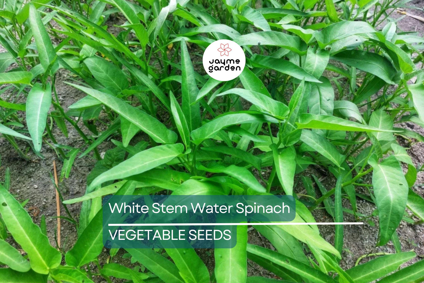 50+ White Stem Water Spinach Seeds - Ong Choy, Kong Xin Cai, Rau Muống Trắng, Fast-Grow, Rich in Vitamins, USA Seller, Fresh Seeds