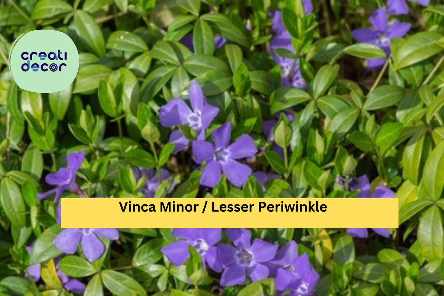 Vinca Minor Live Plants – 50 Bare Roots or 2.5" Pots, Dwarf Periwinkle Ground Cover, Evergreen Vine for Shade Gardens, Hardy Zones 4–9